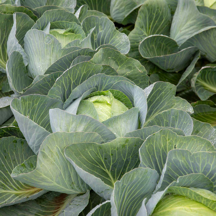 Cabbage Plant 'Kilaxy'