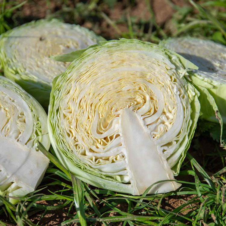 Cabbage Seeds 'Holland Winter White'