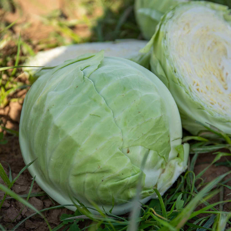 Cabbage Seeds 'Holland Winter White'