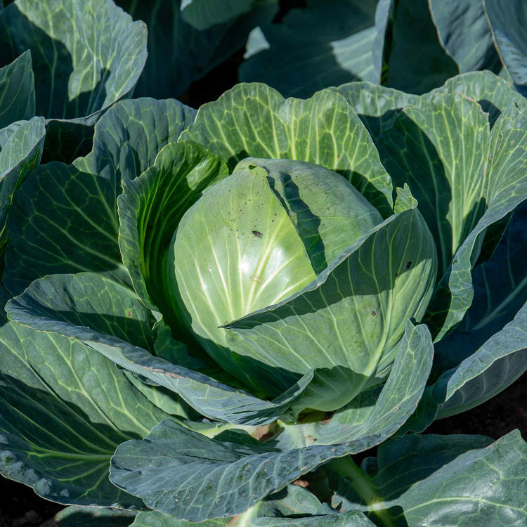 Cabbage Seeds 'Holland Winter White'