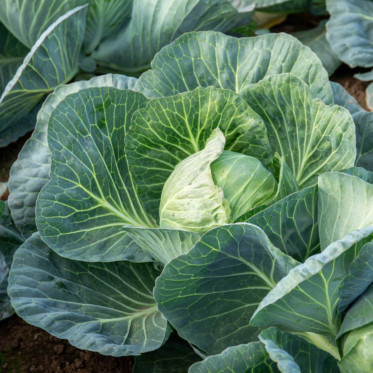 Cabbage Seeds 'Holland Winter White'