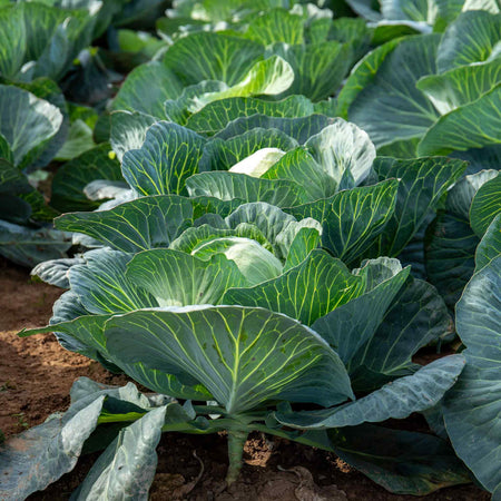 Cabbage Seeds 'Holland Winter White'