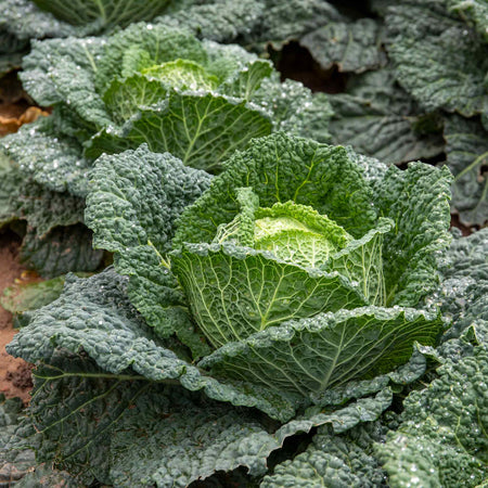 Cabbage Seeds 'Tundra' F1