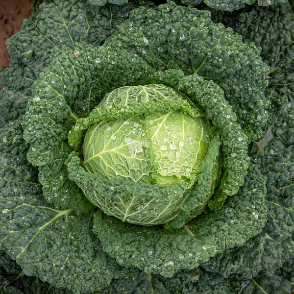 Cabbage Seeds 'Tundra' F1