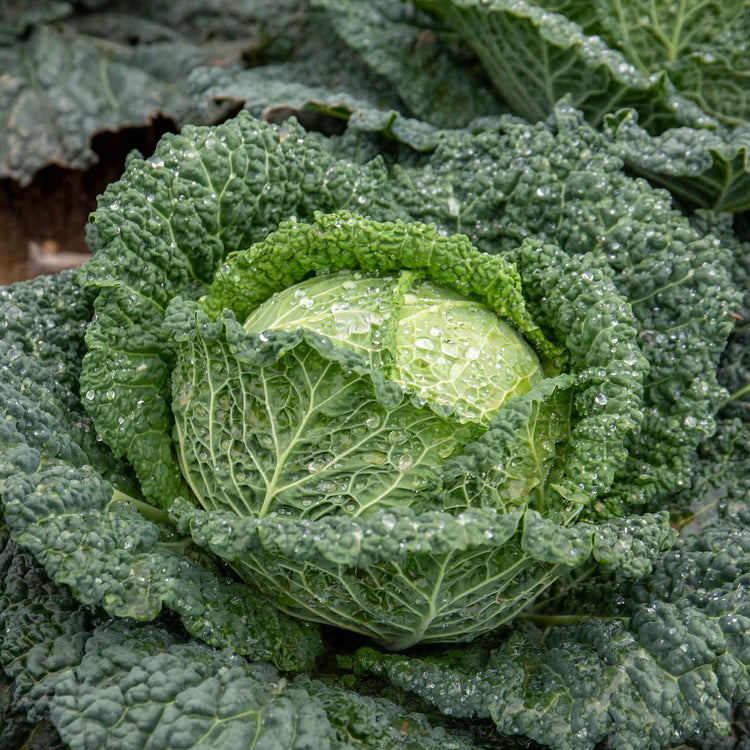 Cabbage Seeds 'Tundra' F1