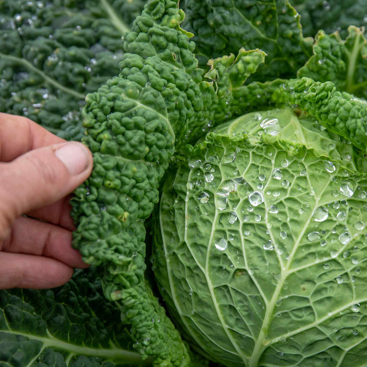 Cabbage Seeds 'Tundra' F1