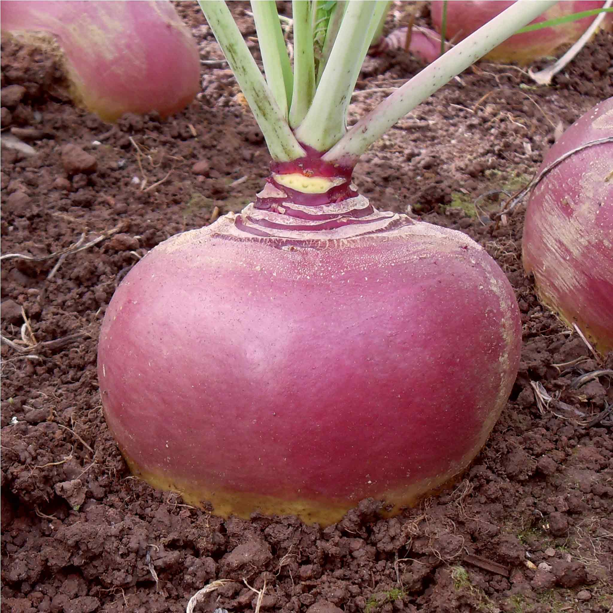 Swede Seeds Tweed F1
