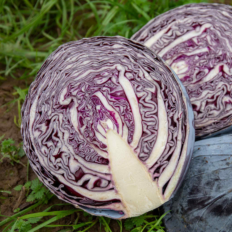 Cabbage Seeds 'Red Rookie' F1