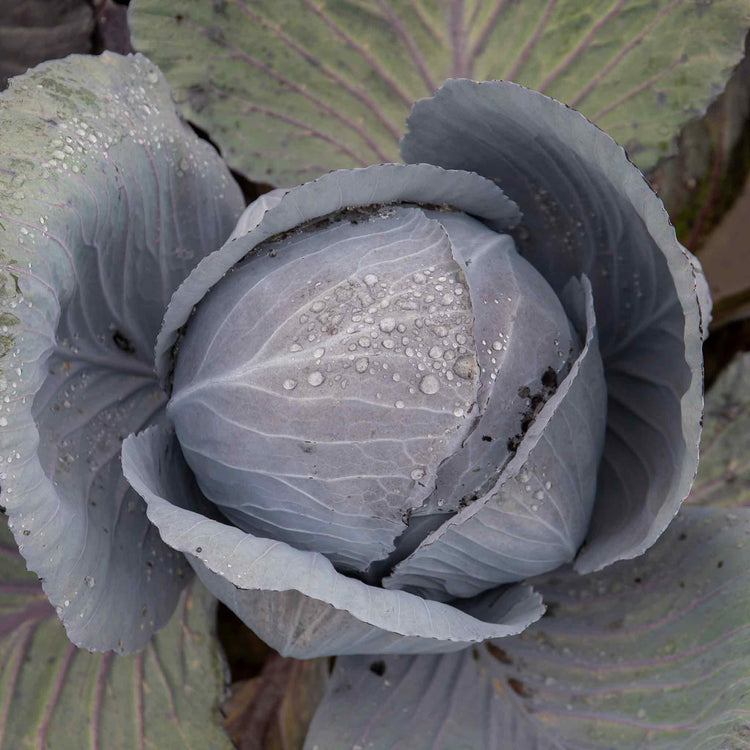 Cabbage Seeds 'Red Rookie' F1