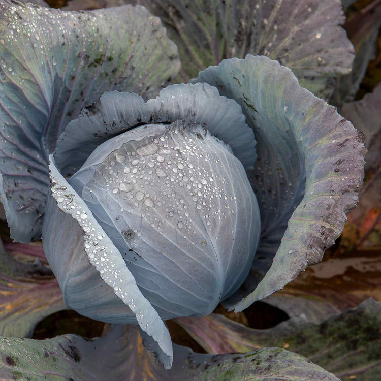 Cabbage Seeds 'Red Rookie' F1