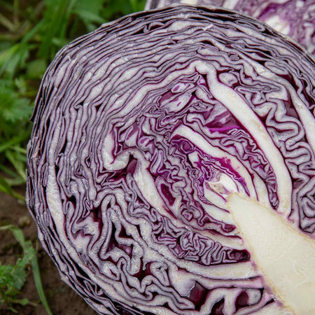 Cabbage Seeds 'Red Rookie' F1