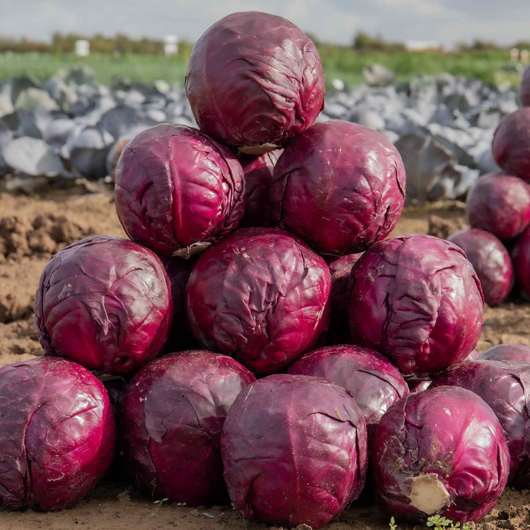 Cabbage Seeds 'Red Rookie' F1