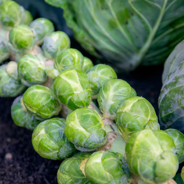 Brussels Sprout Seeds 'Brodie' F1