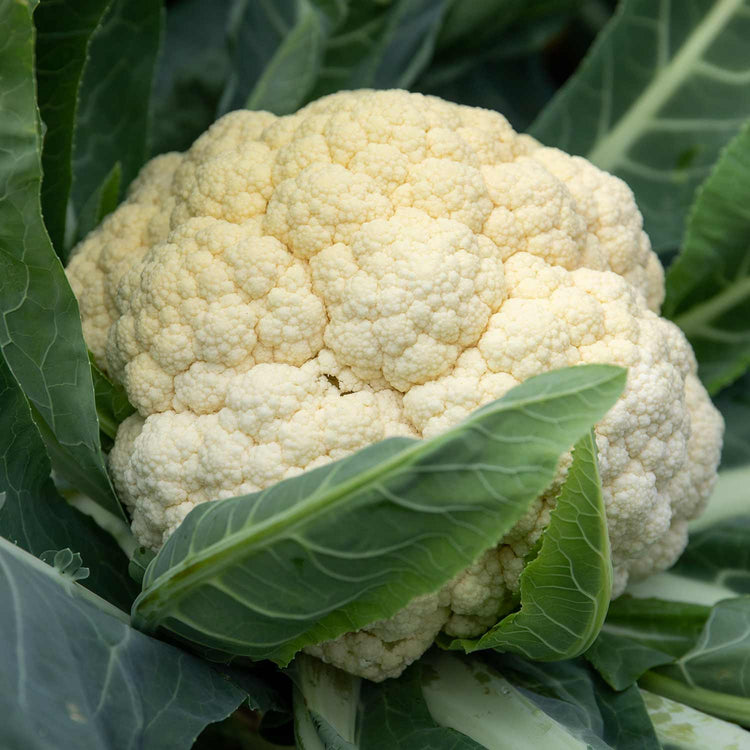 Cauliflower Seeds 'Tirza'