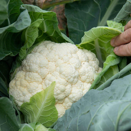 Cauliflower Seeds 'Tirza'