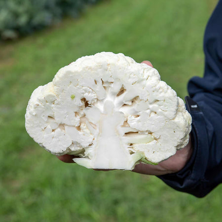 Cauliflower Seeds 'Tirza'