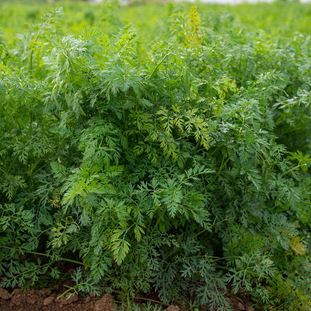 Carrot Seeds 'Rainbow Mix' F1