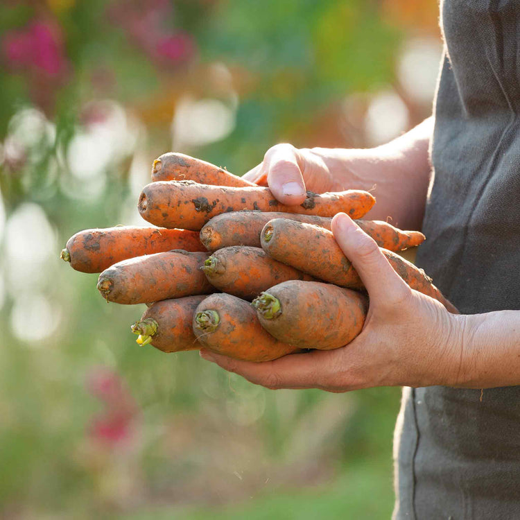 Carrot Seeds 'Autumn King 2' Vita Longa