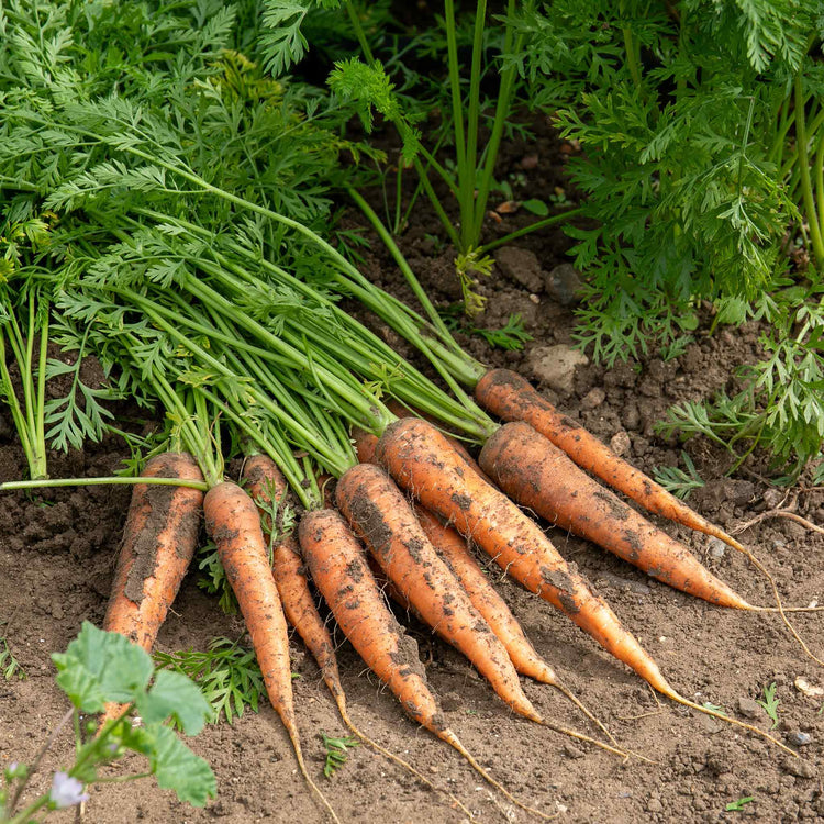 Carrot Seeds 'Resistafly' F1