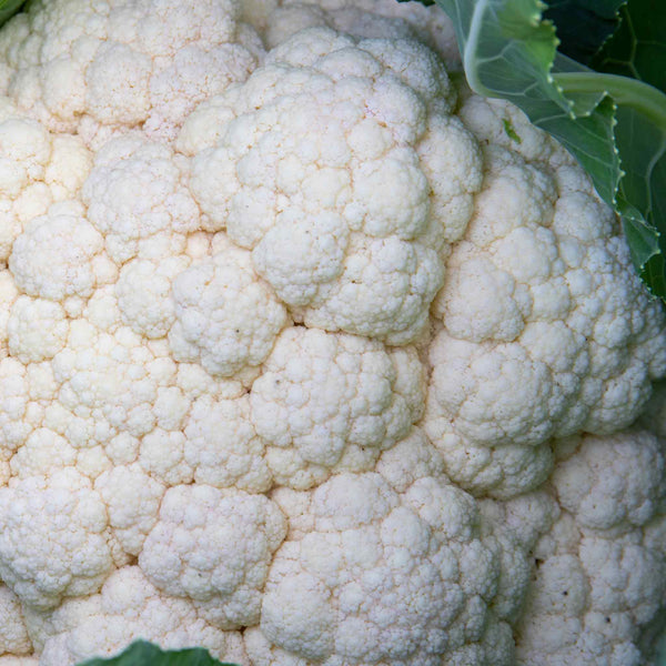 Cauliflower Seeds 'Jerome' F1