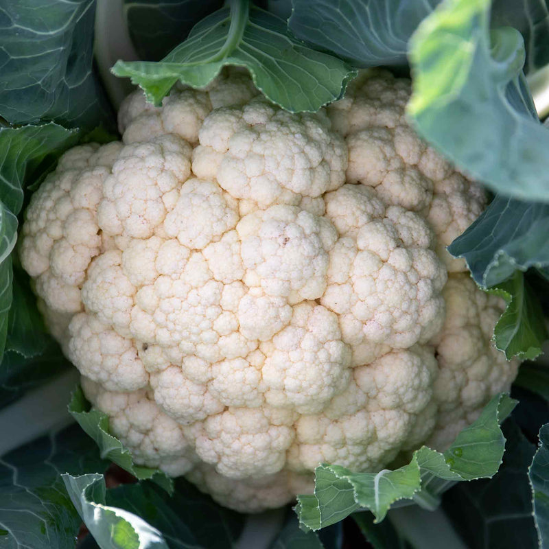 Cauliflower Seeds 'All The Year Round'