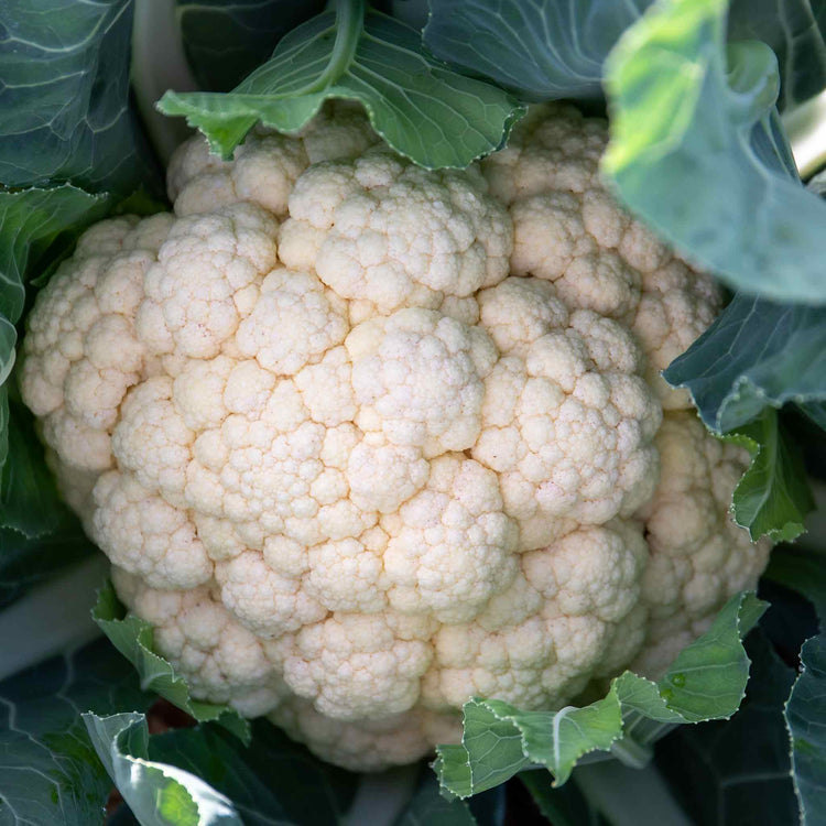 Cauliflower Plant 'All The Year Round'