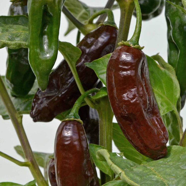 Chilli Plant 'Machu Pichu'