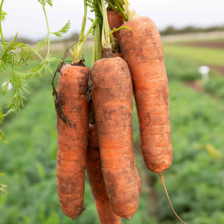 Carrot Seeds 'Charisma' F1