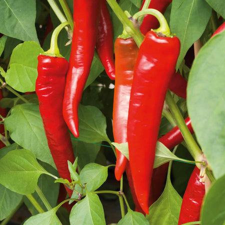 Chilli Pepper Seeds 'Longhorn' F1