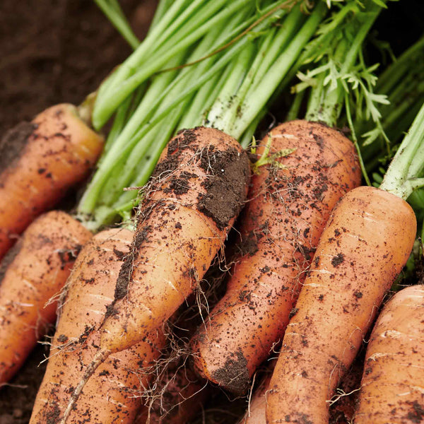 Carrot Seeds 'Short n Sweet'