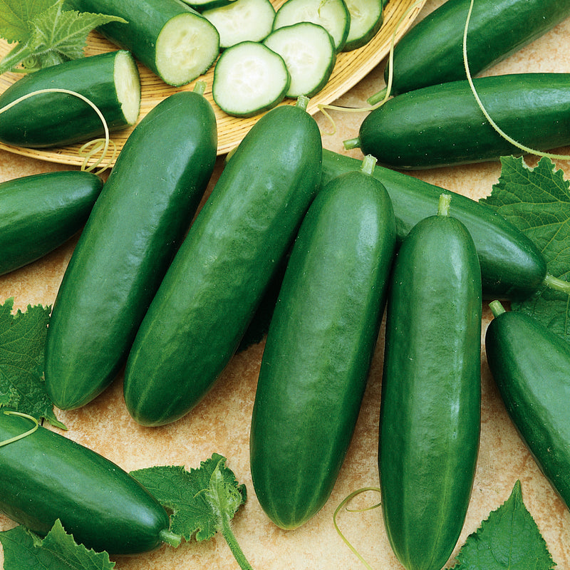 Cucumber Seeds 'La Diva'