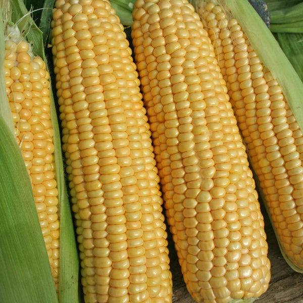 Sweetcorn Seeds 'Goldcrest' F1