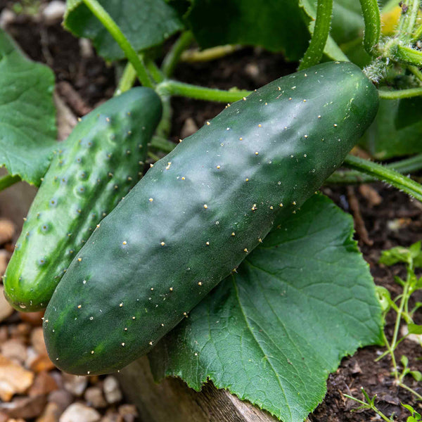 Cucumber Plant 'Marketmore'