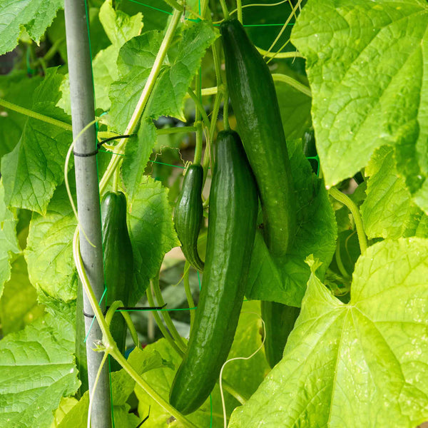 Cucumber Seeds 'Burpless Tasty Green' F1