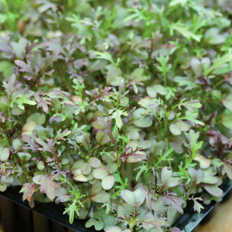 Micro Leaf Seeds Collection