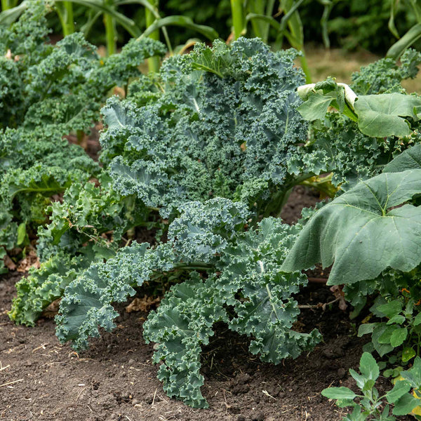 Kale Seeds 'Dwarf Green Curled'