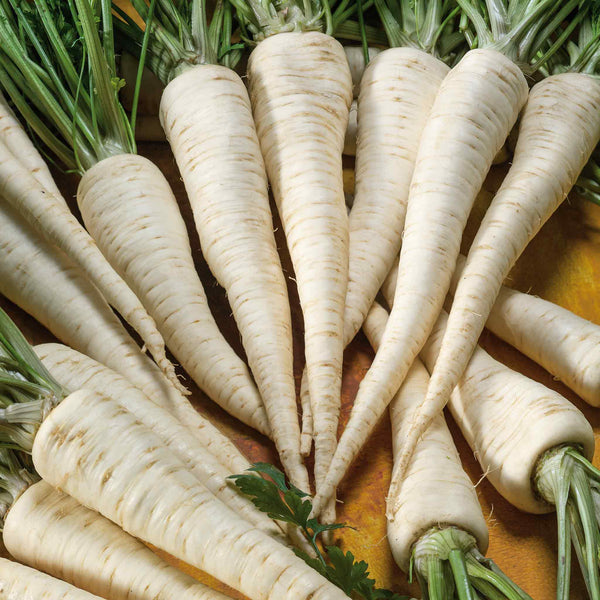 Parsley Seeds Hamburg 'Turnip Rooted'