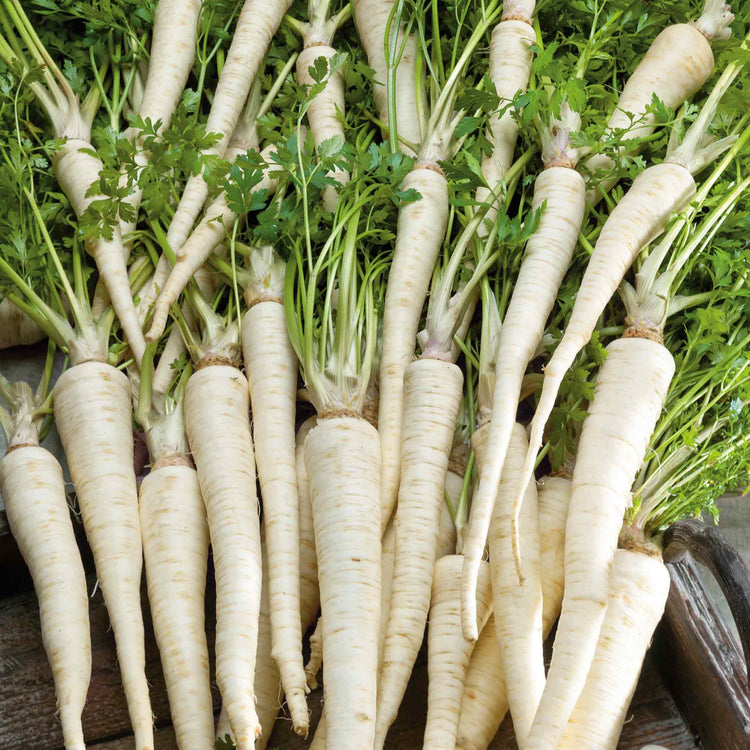 Parsley Seeds Hamburg 'Turnip Rooted'