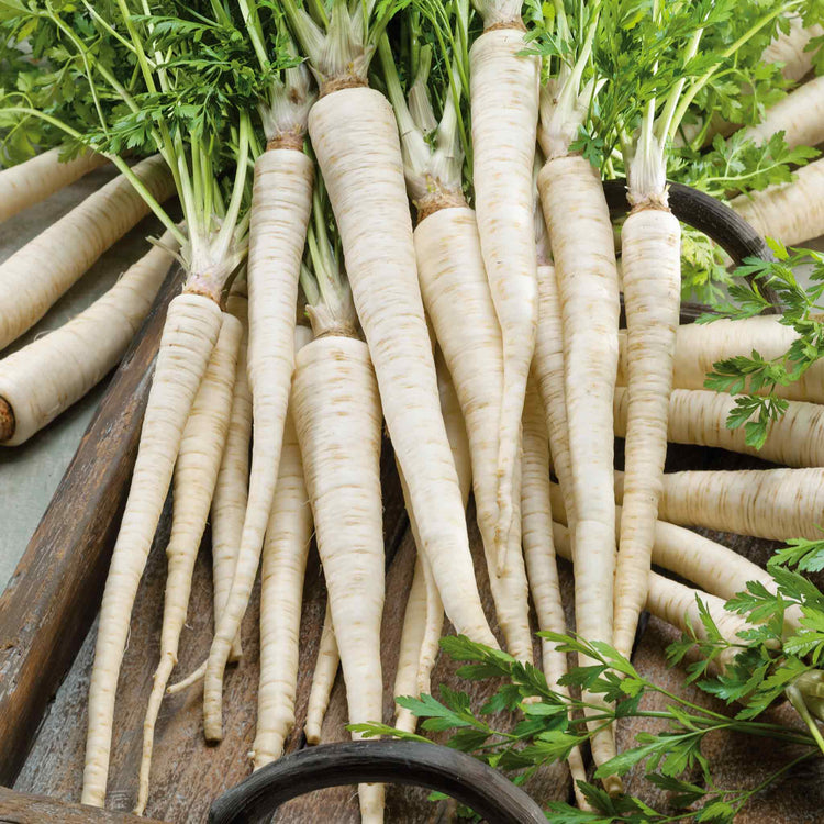 Parsley Seeds Hamburg 'Turnip Rooted'