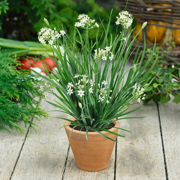 Garlic Chives Seeds