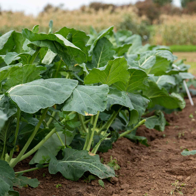 Kohl Rabi  Seeds 'Azure Star'