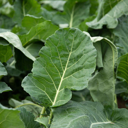 Kohl Rabi  Seeds 'Azure Star'