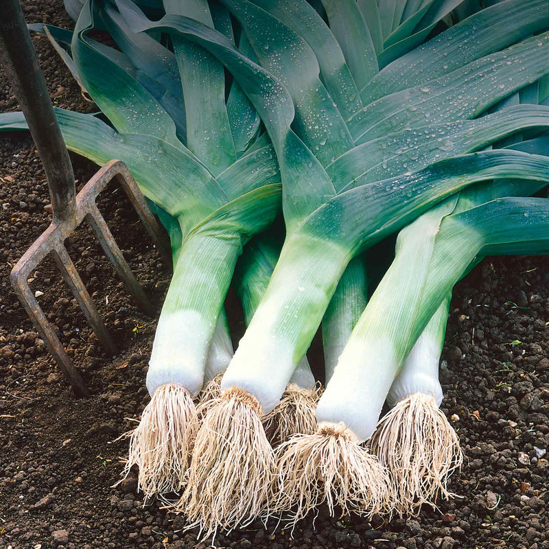 Leek Plant 'Musselburgh'