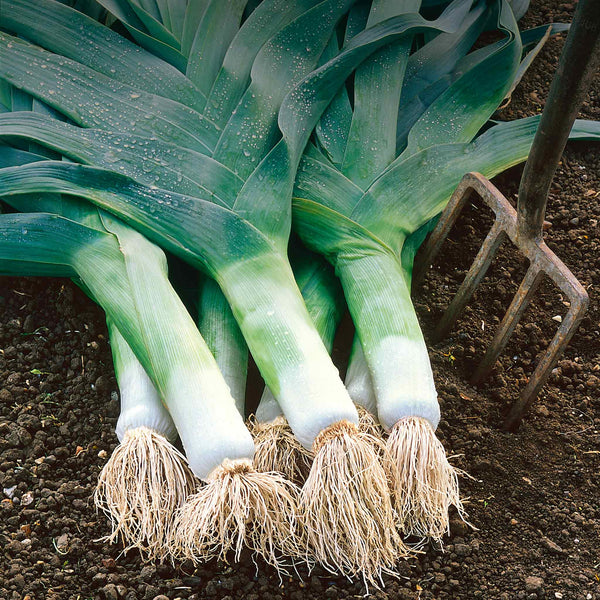 Leek Seeds 'Musselburgh'