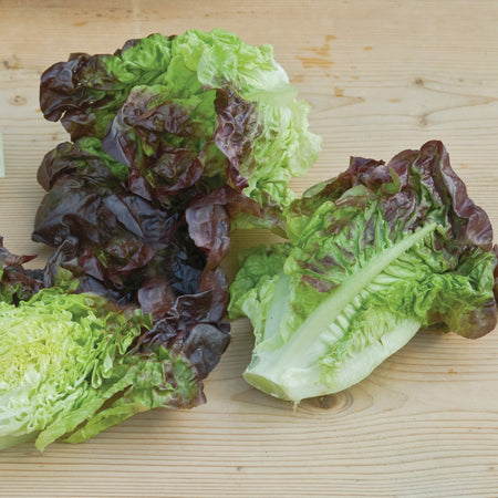 Lettuce Seeds 'Amaze'