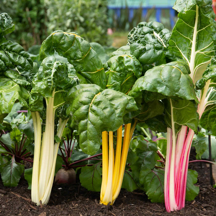 Swiss Chard Seeds 'Bright Lights'