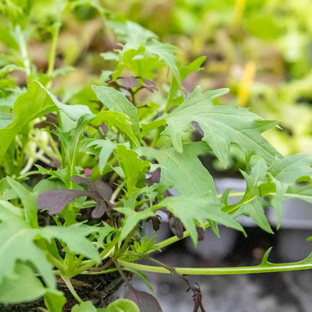 Salad Seeds 'Herb Mix'