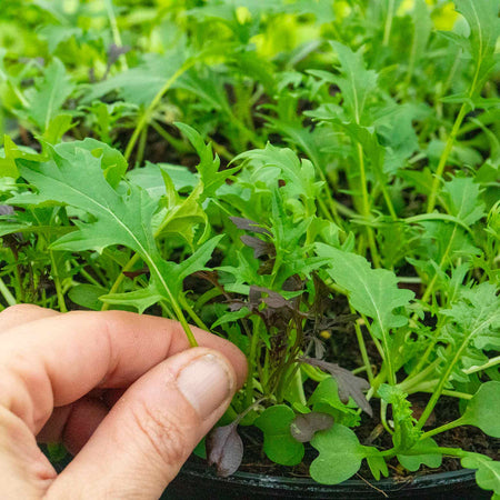 Salad Seeds 'Herb Mix'