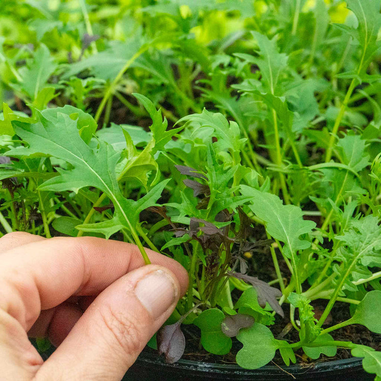 Salad Seeds 'Herb Mix'