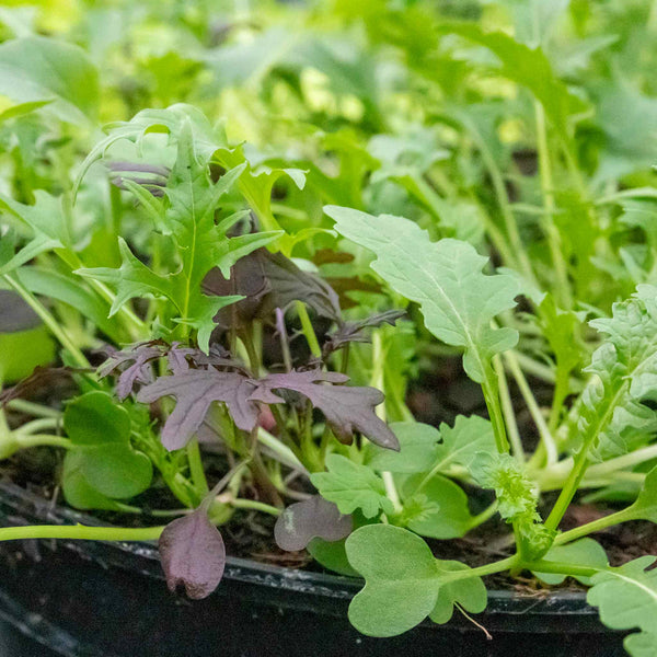 Salad Seeds 'Herb Mix'